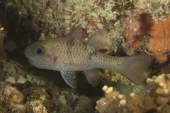Pristicon trimaculatus