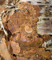 Fuscoporia ferrea