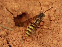 Nomada imbricata