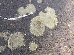 Pyrenodesmia atroalba