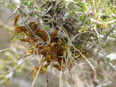 Polistes cubensis