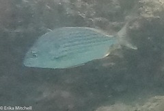 Archosargus rhomboidalis