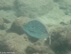 Archosargus rhomboidalis