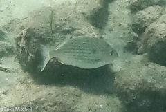 Archosargus rhomboidalis