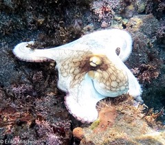 Octopus insularis