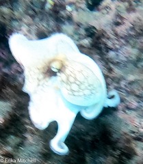 Octopus insularis