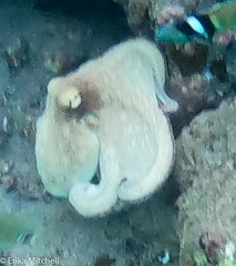 Octopus insularis