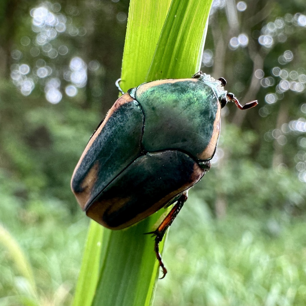 Common green june beetle in july 2023 by pippin7512 inaturalist