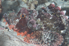 Scorpaenopsis oxycephalus