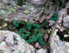 Amphimedon viridis