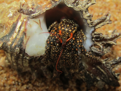 Trizopagurus magnificus