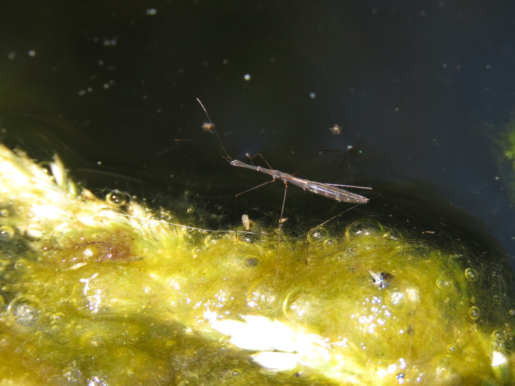 Common Water Measurer from 6160 Amieira, Portugal on July 9, 2023 at 02 ...