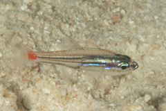 Ostorhinchus parvulus