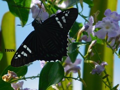 Phocides urania urania