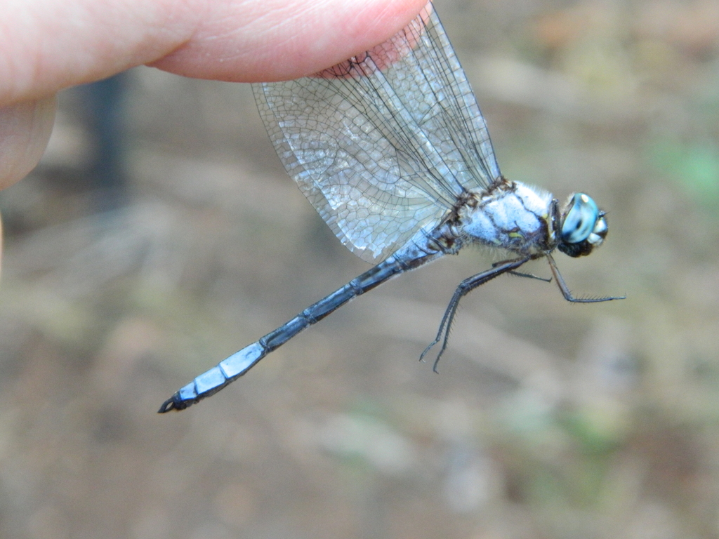 Scapanea frontalis