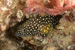 Epinephelus ongus