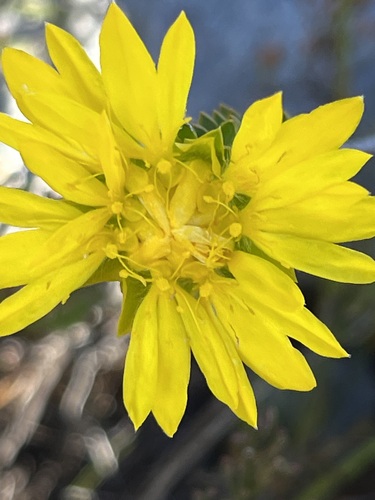 Image of Lachnaea aurea by (c) Charleen Brunke, some rights reserved (CC BY)
