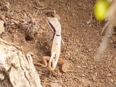 Leiocephalus macropus