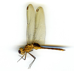 Tauriphila australis