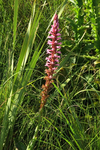 Image of Satyrium macrophyllum by no rights reserved