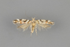 Aristotelia devexella