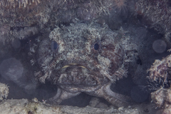 Batrachomoeus trispinosus