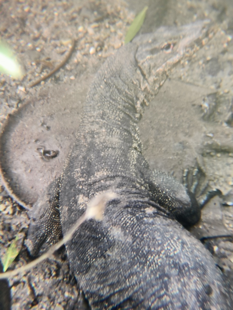 Pauwoogzoetwaterrog (Potamotrygon motoro) — Potamotrygonidae