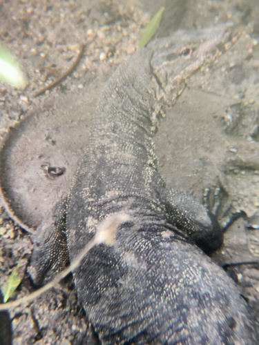 Black river stingray (Potamotrygon motoro) — Potamotrygonidae