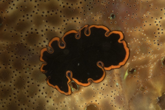 Pseudobiceros splendidus