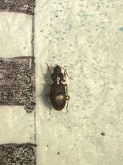 Synuchus impunctatus