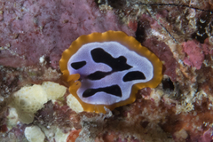 Pseudoceros scriptus
