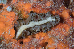 Pseudobiceros flowersi