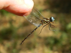 Macrothemis celeno