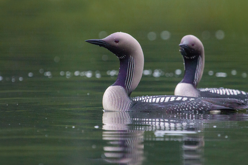 Arctic Loon, photo 9 of 9