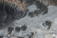 Batrachomoeus trispinosus
