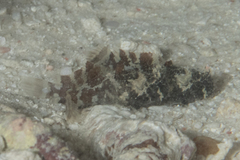 Batrachomoeus trispinosus