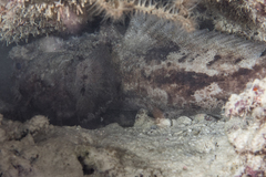 Batrachomoeus trispinosus