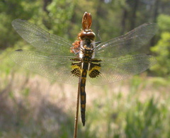 Celithemis ornata