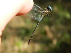 Macrothemis celeno