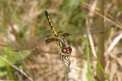 Celithemis ornata