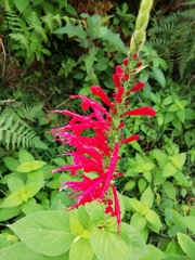 Salvia cinnabarina