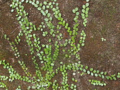Lemmaphyllum microphyllum