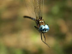 Macrothemis celeno