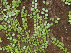 Lemmaphyllum microphyllum