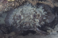 Batrachomoeus trispinosus