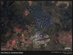 Gymnothorax favagineus