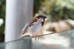 Passer domesticus