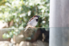 Passer domesticus