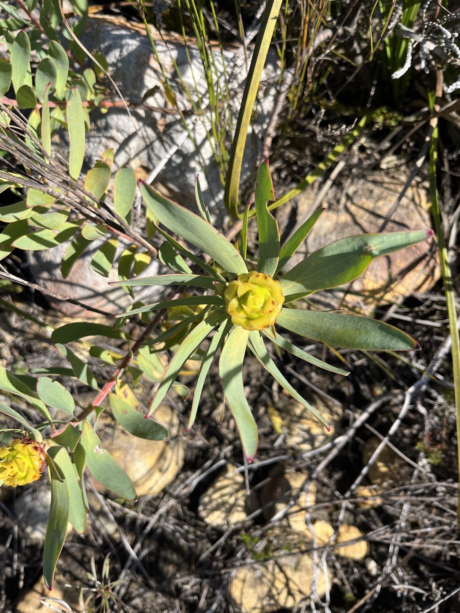 Conebush Hybrids (Leucadendron ×)