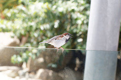Passer domesticus